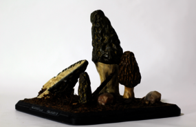 Photographie © Thomas Besancon-Dupuy - Morchella vulgaris