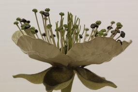 Modèle Brendel : Rubus suberectus