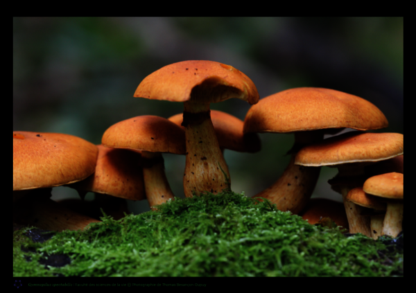 Photographie champignons Opus 3 ©Thomas Besancon-Dupuy